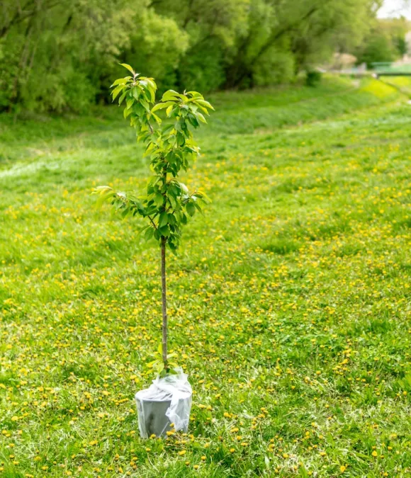 tree slider